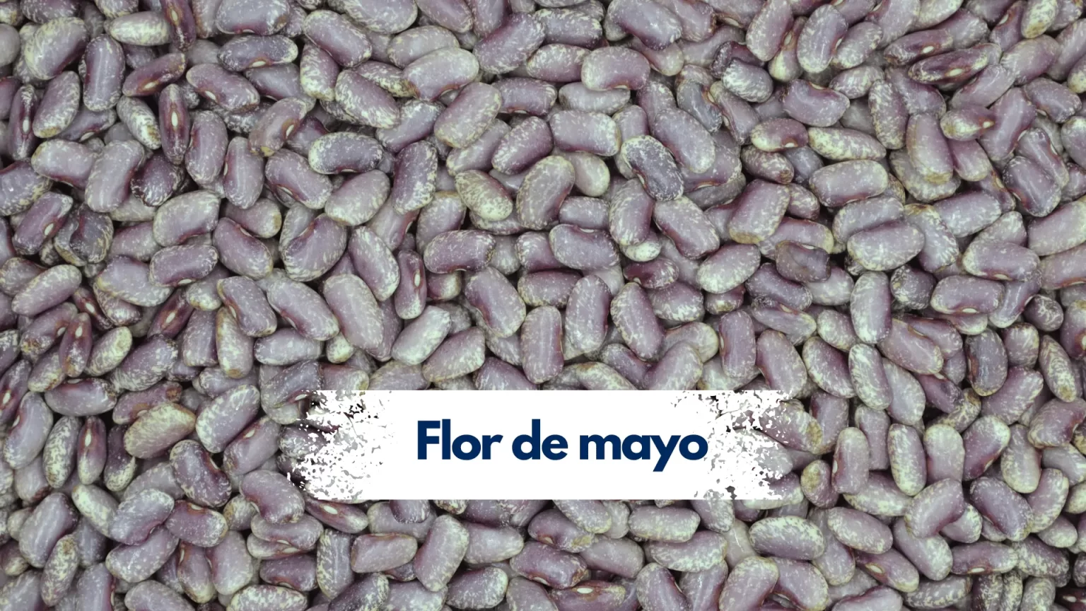 Fflor de mayo